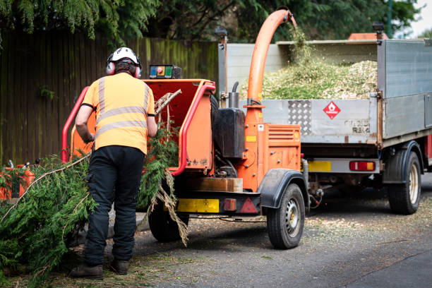 Professional Tree Service in Central Falls, RI